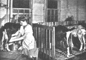 Milking a goat is far easier than milking a cow. Notice the 4-quart milk pail is partially covered to help keep milk clean.